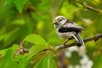 Mlynarik dlouhoocasy - Aegithalos caudatus - Long-tailed Tit 5751